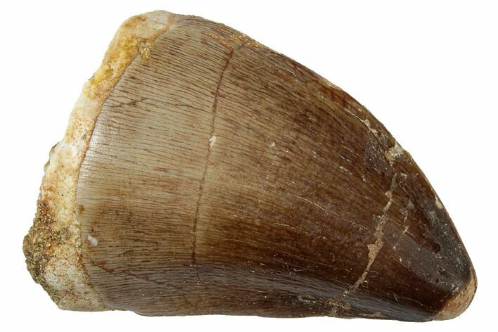 Fossil Mosasaur (Thalassotitan) Tooth - Morocco #333078